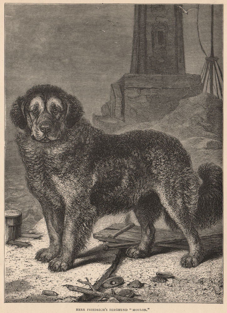 DOGS. Herr Friedrich's Berghund